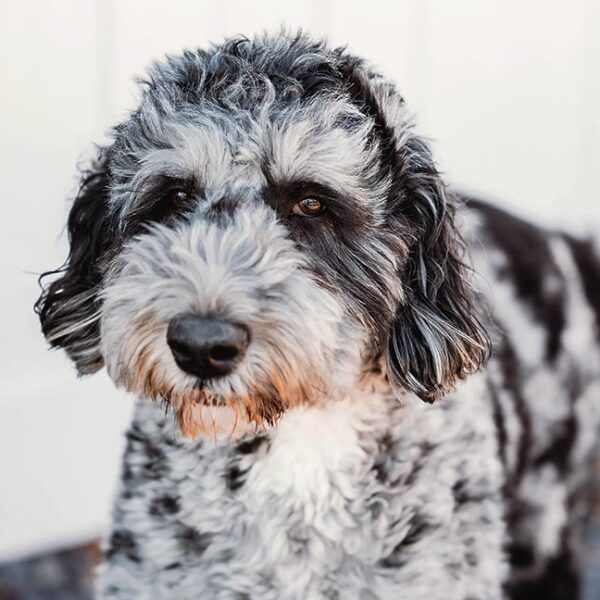 The Bernedoodle