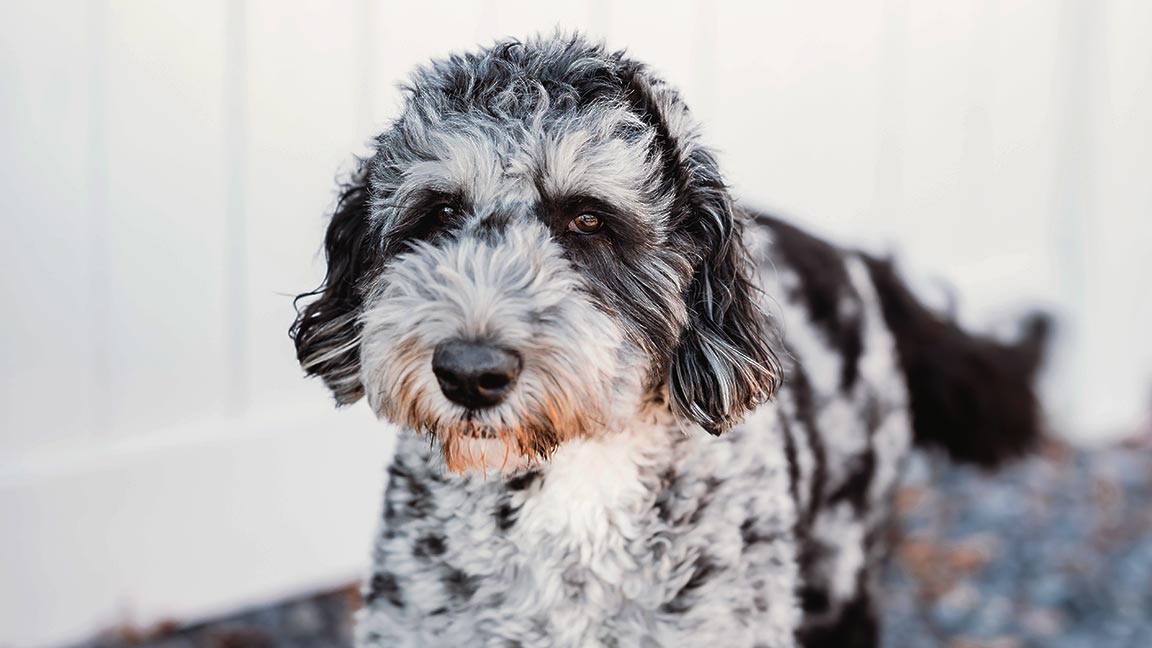 The Bernedoodle